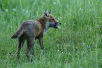 Red Foxes - Adults