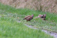 Red Footed Partridge
